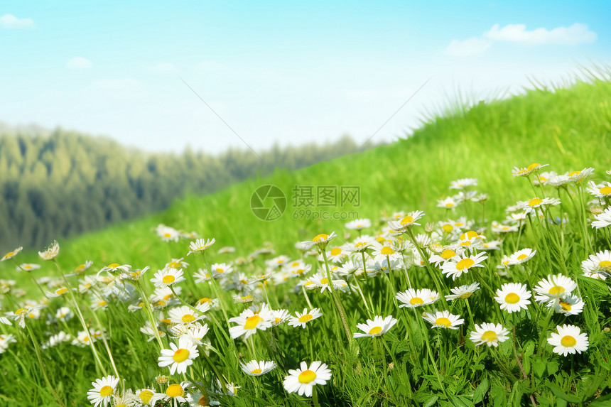 春天山丘上的鲜花图片