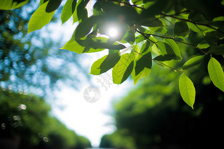 自然的绿色树叶高清图片
