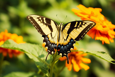 可爱的花蝴蝶背景图片