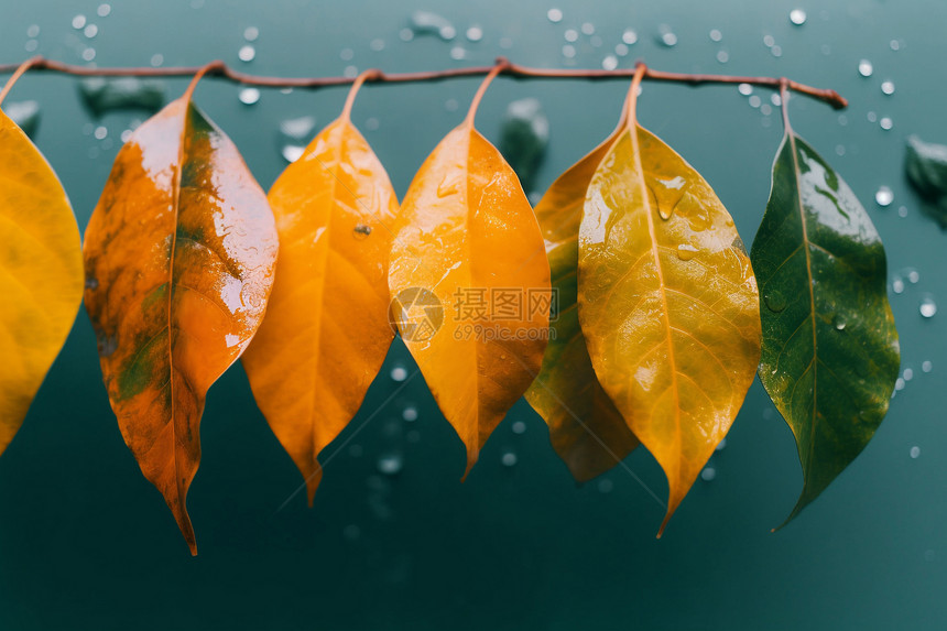 雨季自然的树叶图片