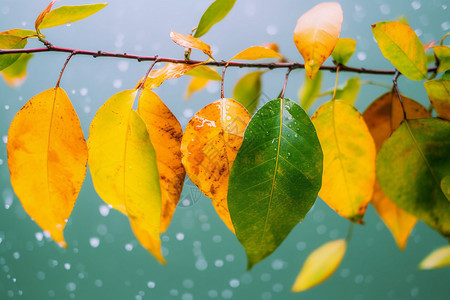 冬天生物素材冬季有生命力的叶子背景