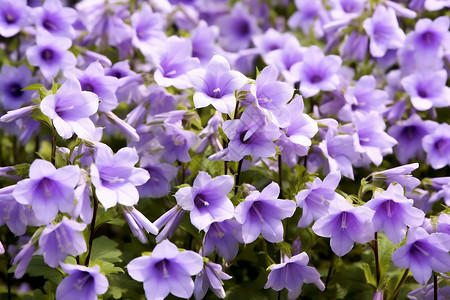 密集紫丁香图片