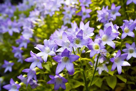 公园的紫丁香背景图片