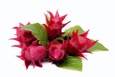 热带植物玫瑰茄背景图片