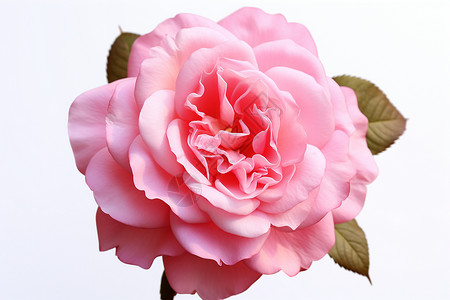 盛开的大马士革玫瑰背景图片