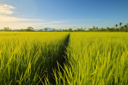 夏季乡村的水稻种植田图片