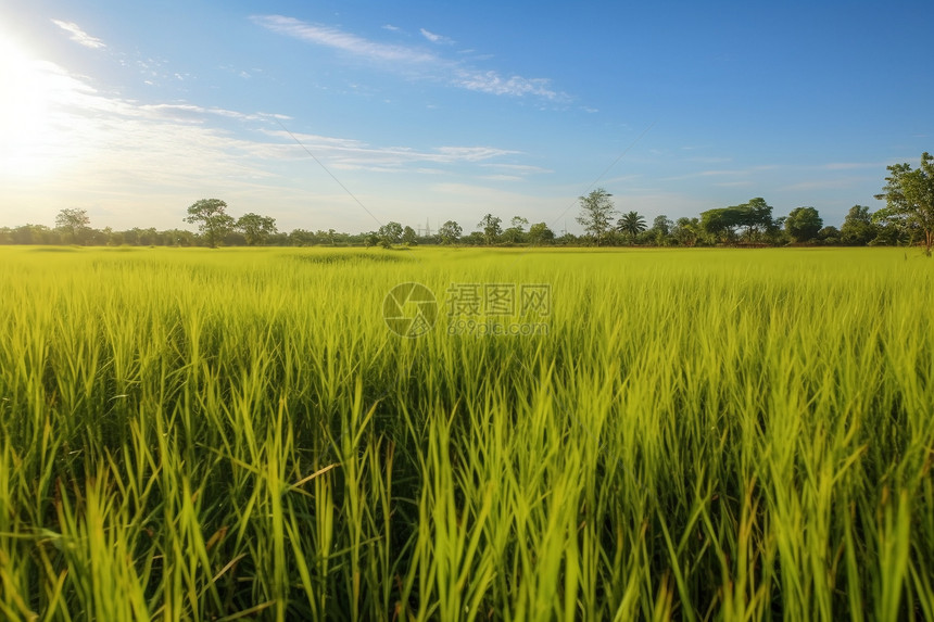 郁郁葱葱的水稻种植田图片