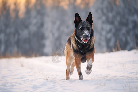 冬季奔跑的德国牧羊犬图片