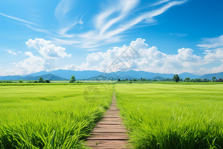夏季乡村种植的水稻田背景图片