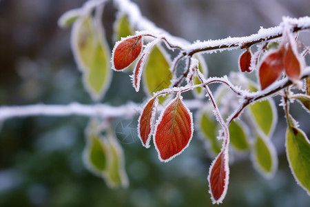 冬季美丽的罗文树树叶高清图片
