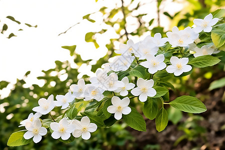 花园里的茉莉图片