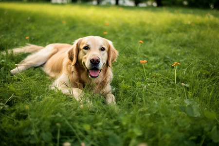 草地上可爱的金毛犬图片