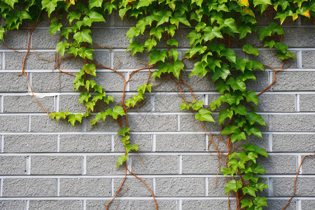 夏季建筑墙壁上的常春藤植物图片