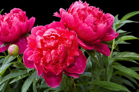 绽放的红色牡丹花背景图片