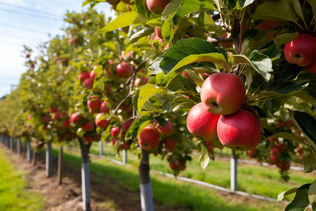 农场中成熟的苹果图片