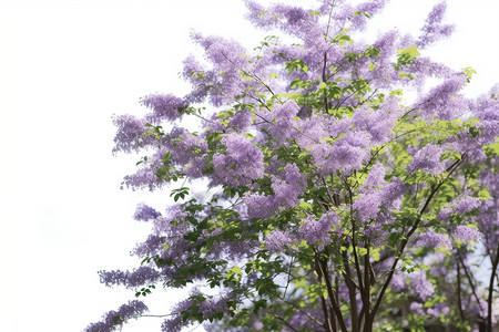 盛放的紫薇花背景图片