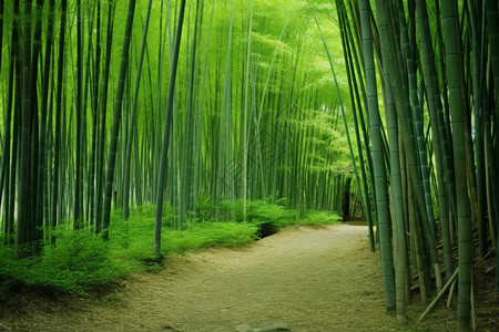 竹林里的小路背景图片