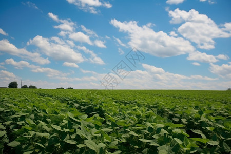粮食大豆作物栽培高清图片