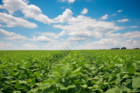 田野里的大豆高清图片