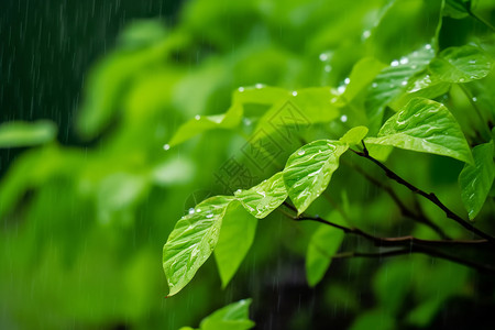 雨水中的叶子图片