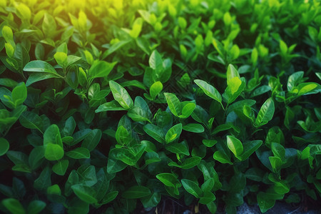 翠绿的茶树图片