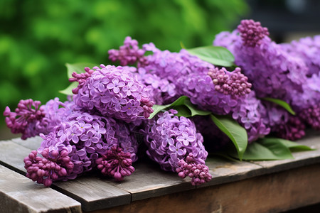 丁香花花束新鲜的丁香花背景