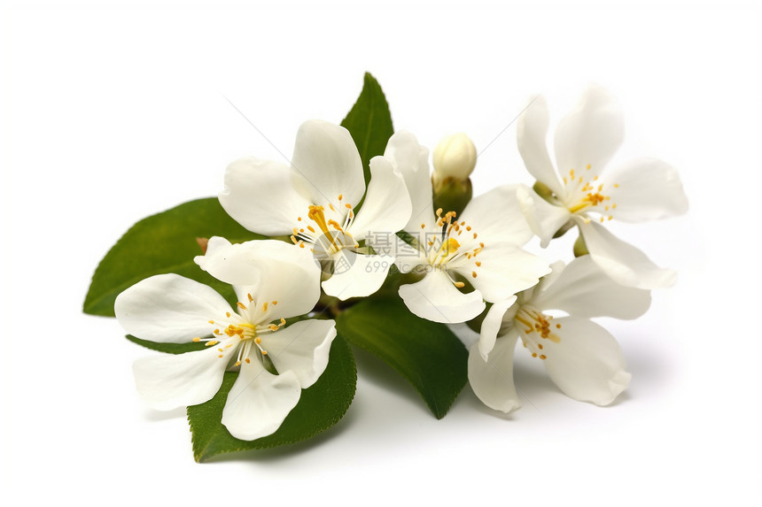 盛开的白色茉莉花图片