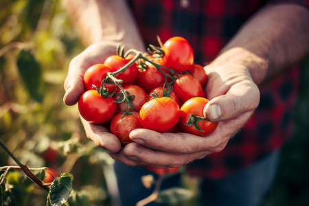 番茄农场新鲜采摘的小番茄背景