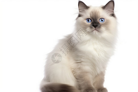 一只漂亮的布偶猫背景图片