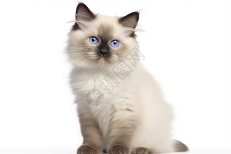 一只可爱的布偶猫背景图片