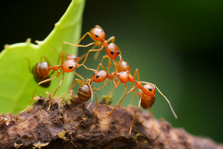 正在觅食的红蚂蚁背景