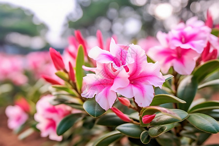 盛开的粉色杜鹃花图片