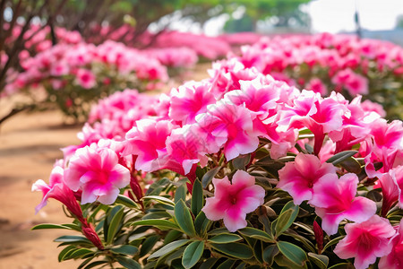 夏季美丽的杜鹃花图片