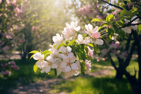 长在公园里的白桃花背景