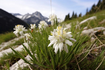 花朵长边框长在山上的雪绒花背景