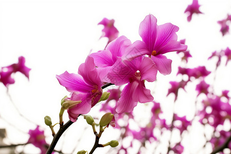 长树枝上的紫荆花图片