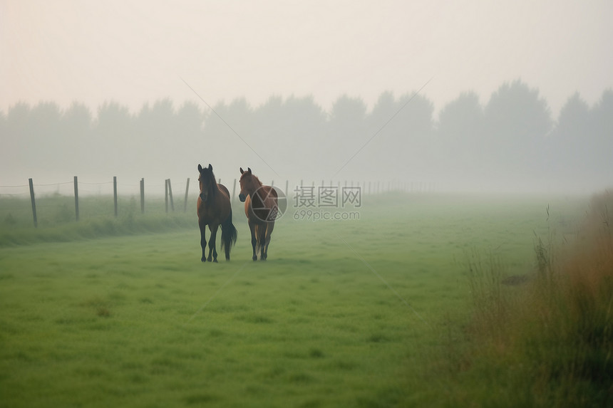 雾气笼罩着放牧场图片