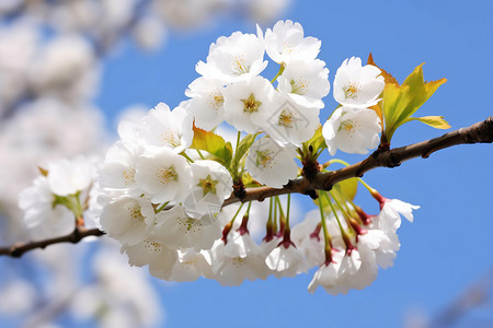 白色樱花的图图片
