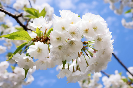 美丽的白色樱花背景图片