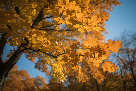 公园秋天的风景图片