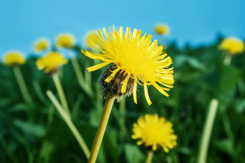 美丽的小黄花图片