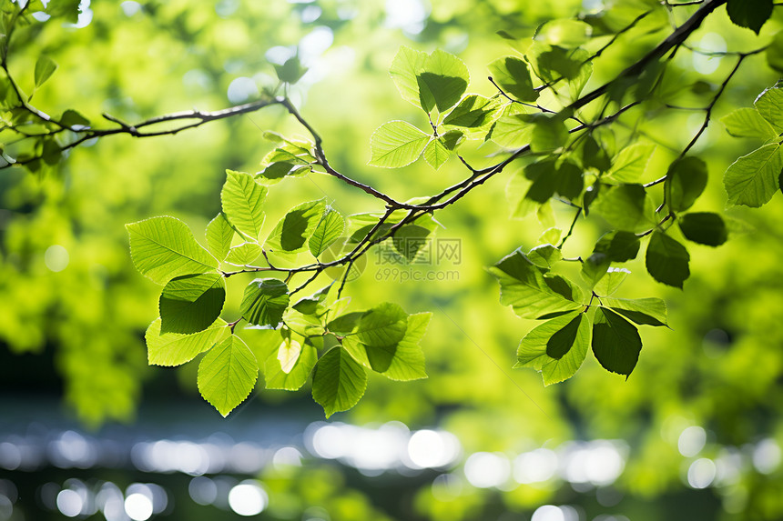 充满活力的绿色树叶图片
