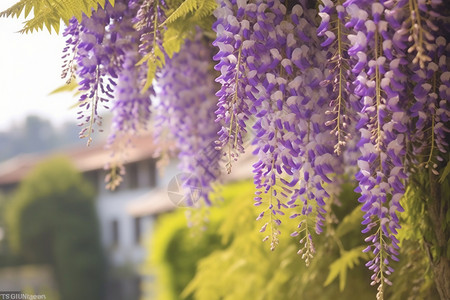 紫藤树背景图片