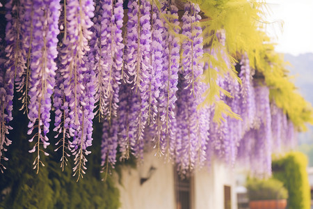 紫藤花背景图片