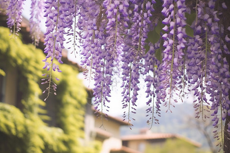 美丽的紫藤树高清图片