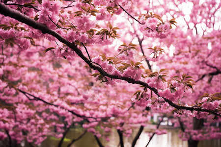 公园的樱花树图片