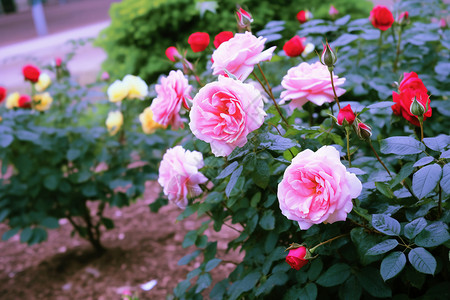 玫瑰植物图片