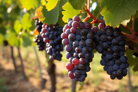 庄园种植的葡萄背景图片