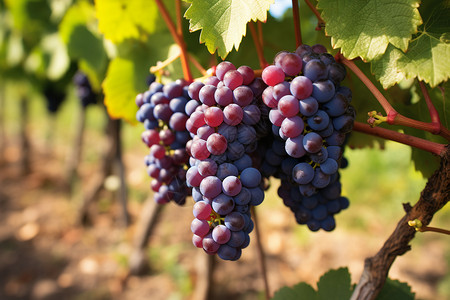 法国庄园法国乡村庄园种植的葡萄背景
