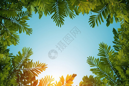 蓝天下的热带风情植物图片
